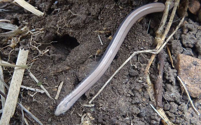 Anguis veronensis (orbettino)